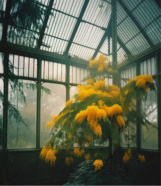 La bougie parfumée Kerzon Fleur de Mimosa